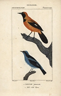 Jamaican oriole, Icterus leucopteryx, and blue Jamaican oriole, Icterus leucopteryx, and blue