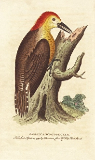 Jamaican woodpecker, Melanerpes radiolatus Jamaican woodpecker, Melanerpes radiolatus