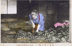Japan - Silk Industry - Cutting the Mulberry leaves Japan - Silk Industry - Cutting the Mulberry leaves