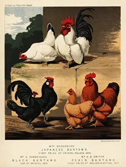 Japanese bantams, black bantams and Pekin bantams Japanese bantams, black bantams and Pekin bantams