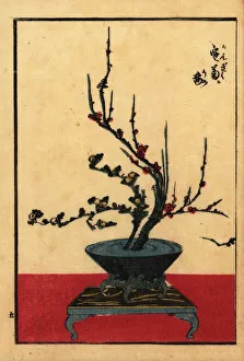 Japanese flower arrangement with chrysanthemum and plum Japanese flower arrangement with chrysanthemum and plum