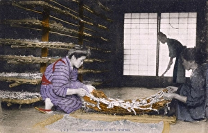 Japanese Silk Industry - Cleaning silk worm beds Japanese Silk Industry - Cleaning silk worm beds