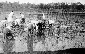 Javanese Rice Fields Harvesting Print, Java, Indonesia, 1930s