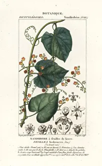 Javillo or antidote caccoon, Fevillea cordifolia Javillo or antidote caccoon, Fevillea cordifolia