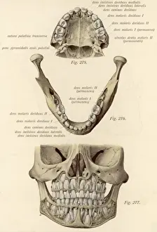 Anatomy Of The Human Head Prints: Jaw Bones & Teeth