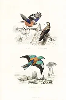 Handcolored Prints Online Prints: Jay, spotted nutcracker and roller