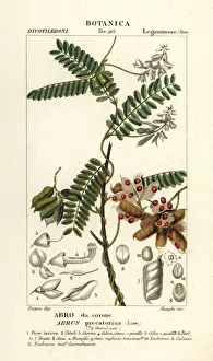 Jequirity bean or rosary pea, Abrus precatorius Jequirity bean or rosary pea, Abrus precatorius