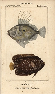 John dory, Zeus faber, and emperor angelfish John dory, Zeus faber, and emperor angelfish