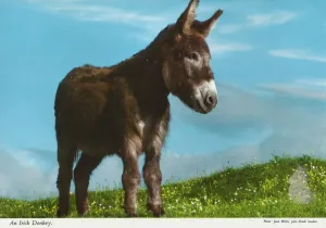 Prints of An Irish Donkey, Republic of Ireland John Hinde Prints: John Hinde's An Irish Donkey Print, Republic of Ireland