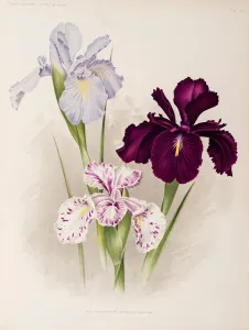 Iris xiphioides, Anglica Iris Print (1899-1901)