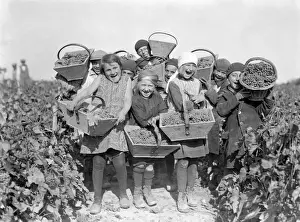 Early 1930s French Vineyard Print - Jolly Grape Pickers