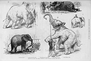Jumbo the elephant in his younger days Jumbo the elephant in his younger days
