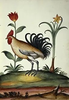 Bird Anatomy Prints: Junglefowl