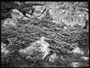 Common Juniper Prints: Juniperus Communis (Common Juniper)