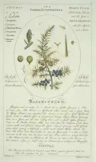 Juniperus communis Print from Botanicum Medicinale (1759)