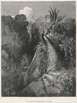 Juno and the Peacock Print