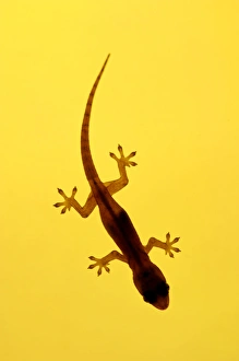 A juvenile Common (Spiny-tailed) House Gecko hunts A juvenile Common (Spiny-tailed) House Gecko hunts