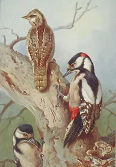 Jynx torquilla, wryneck, Dendrocopos major, great spotted wo Jynx torquilla, wryneck, Dendrocopos major, great spotted wo