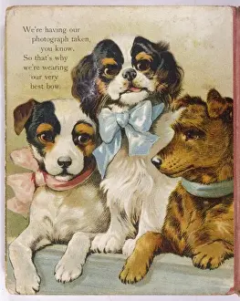 King Charles Spaniel Prints: K C Spaniel and Terriers