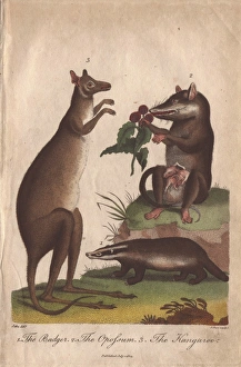 Kangaroo, badger and opossum, Macropus giganteus Kangaroo, badger and opossum, Macropus giganteus