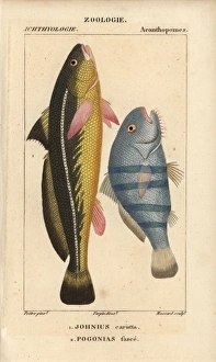 Karut croaker, Johnius carutta, and black drum Karut croaker, Johnius carutta, and black drum