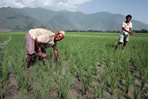 Kashmir - two male rice planters in foothills of Himalayas Kashmir - two male rice planters in foothills of Himalayas