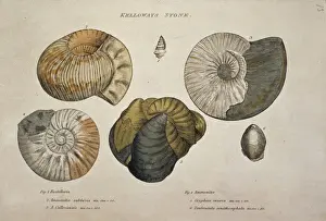 Geological Prints: Kelloways Stone Print by Unknown Artist
