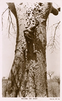 Kenyan boy scaling a tree trunk on the hunt for honey Kenyan boy scaling a tree trunk on the hunt for honey