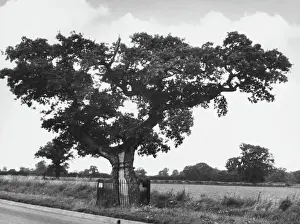 Norfolk Historical Sites Prints: KETTs OAK