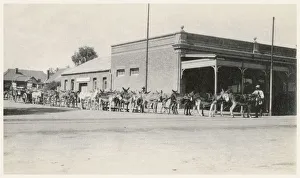 Kimberley, South Africa - Mule Train, pulled by 22 (I think!) mules Kimberley, South Africa - Mule Train, pulled by 22 (I think!) mules