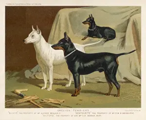 Small Dog Breeds UK Prints: Three Kinds of Terrier