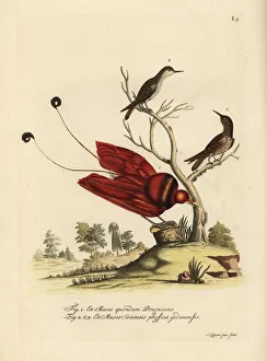 King bird-of-paradise, Cicinnurus regius King bird-of-paradise, Cicinnurus regius