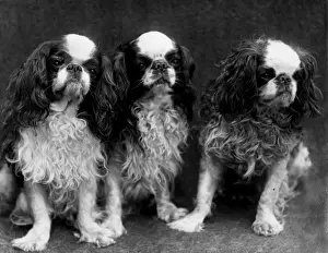 Historical Dog Breeds Prints: King Charles Spaniel
