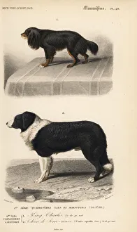 King Charles spaniel and Barbet breeds of dog King Charles spaniel and Barbet breeds of dog
