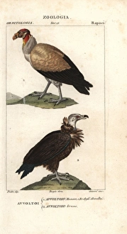 King vulture, Sarcoramphus papa, and griffon King vulture, Sarcoramphus papa, and griffon