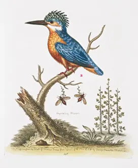 Prints of Plate 336, hand coloured copperplate etching from George Edwards The Gleanings of Natural History, Vol. 3 (1764). Annotated Crested kingfisher Coraciiformes Prints: Hand Coloured Copperplate Etching Print of Crested Kingfisher