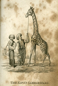 The Kings Cameleopard -- George IVs giraffe The Kings Cameleopard -- George IVs giraffe