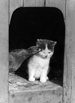 Vintage Kitten Pictures Prints: Kitten and Bird