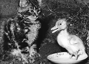 Vintage Kitten Photography Prints: Kitten and Duckling