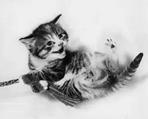 Unusual Pet Photos Prints: Kitten lying on its back