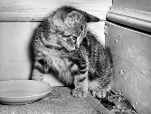 Kitten and mouse in the corner of a room Kitten and mouse in the corner of a room