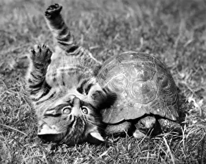 Kitten and Tortoise Unusual Friends Print, 1950s