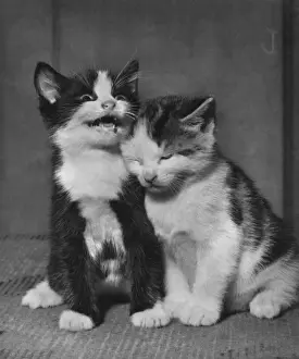Vintage Kitten Photography Prints: Two kittens