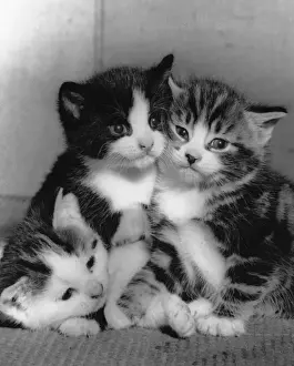 Unusual Pet Photos Prints: Three kittens huddled together