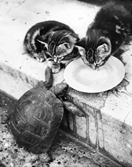 Unusual Animal Friends Prints: Kittens and Tortoise