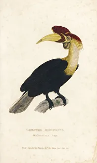 Knobbed hornbill, Aceros cassidix. Vulnerable Knobbed hornbill, Aceros cassidix. Vulnerable