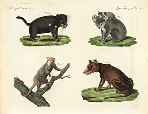 Koala, Tasmanian devil, thylacine and white phalanger Koala, Tasmanian devil, thylacine and white phalanger