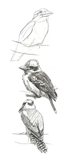 Raymond Sheppard Artwork Prints: Kookaburra