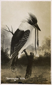A Kookaburra (having recently caught a snake), Australia A Kookaburra (having recently caught a snake), Australia