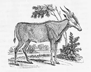 Wildlife Illustrations Online Prints: Kudu (Bewick)